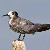 Black Tern